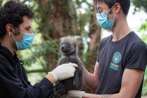 Le vétérinaire de la faune transforme les soins de safari en centre de traumatologie VR